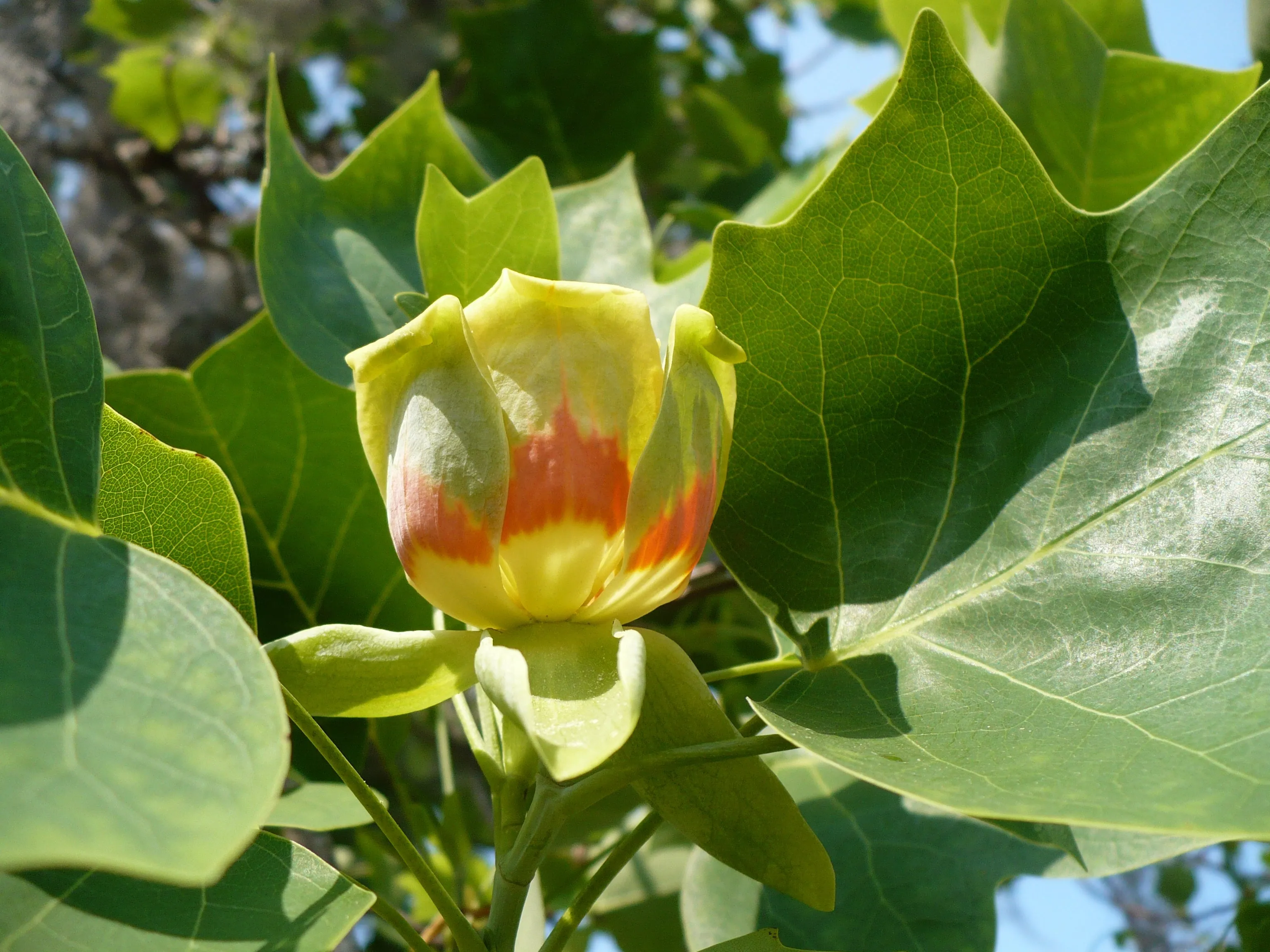 Southern Tulip Tree Liriodendron tulipifera 20 Seeds  USA Company