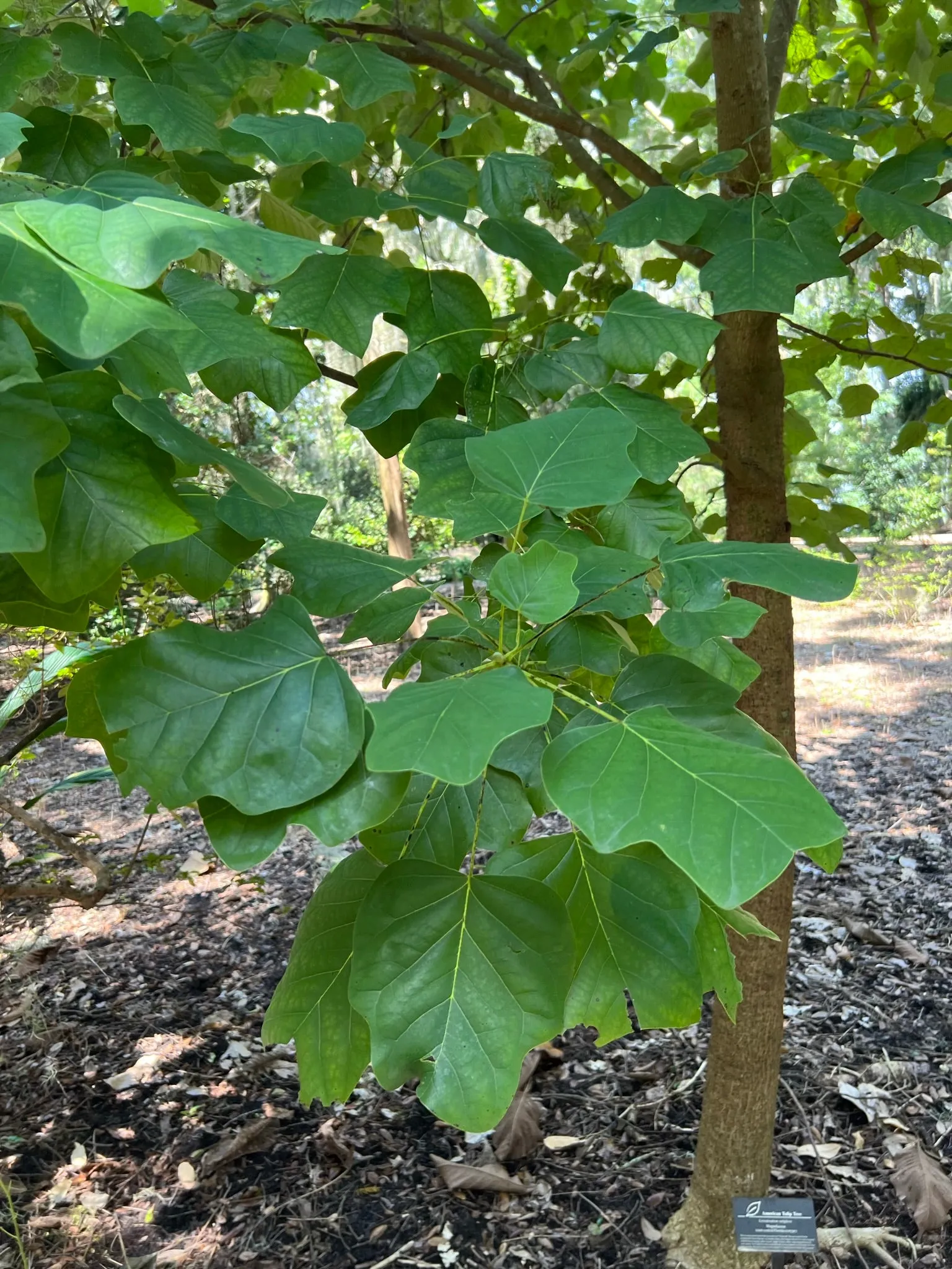 Southern Tulip Tree Liriodendron tulipifera 20 Seeds  USA Company