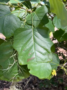 Southern Tulip Tree Liriodendron tulipifera 20 Seeds  USA Company