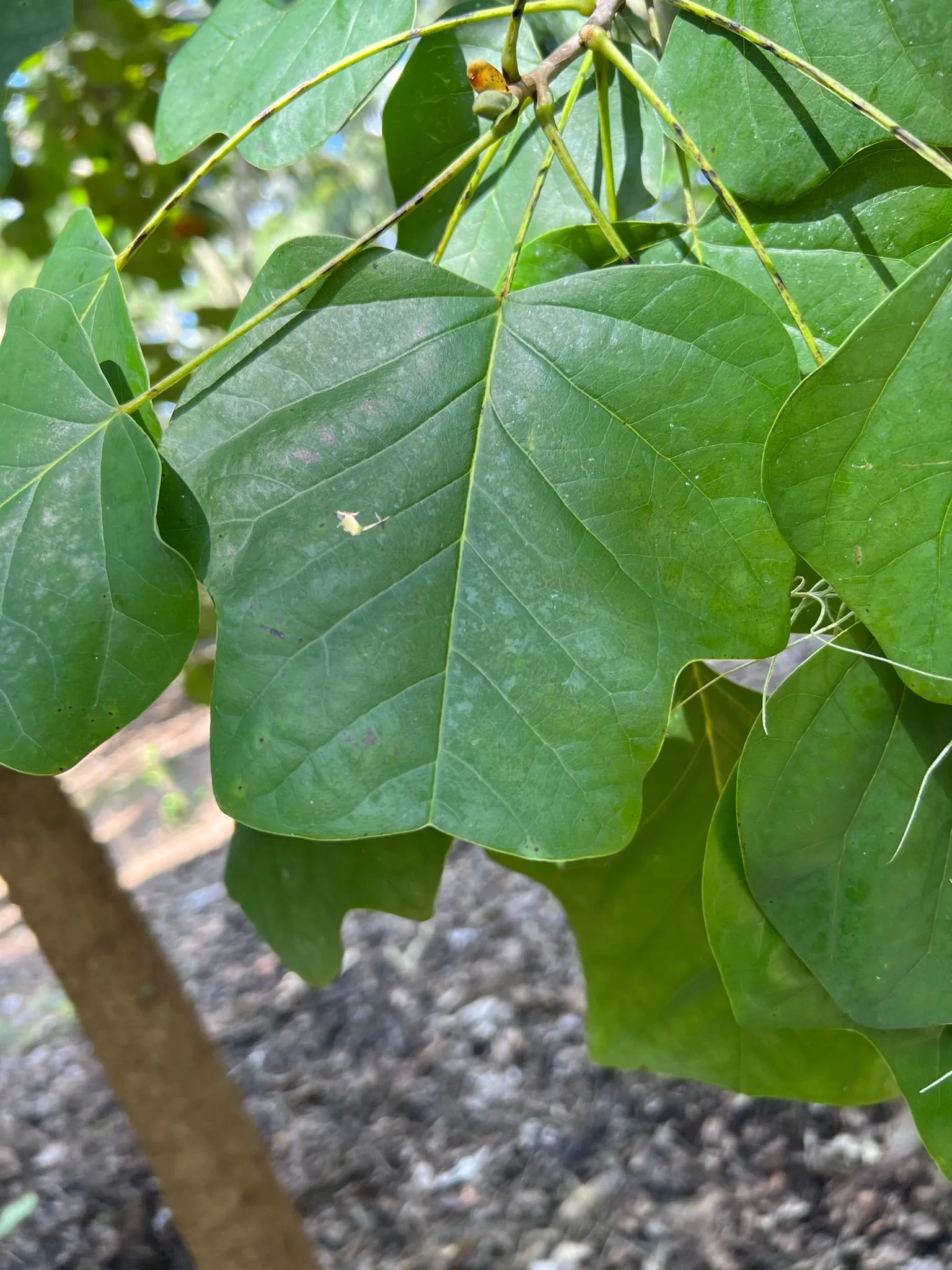 Southern Tulip Tree Liriodendron tulipifera 20 Seeds  USA Company
