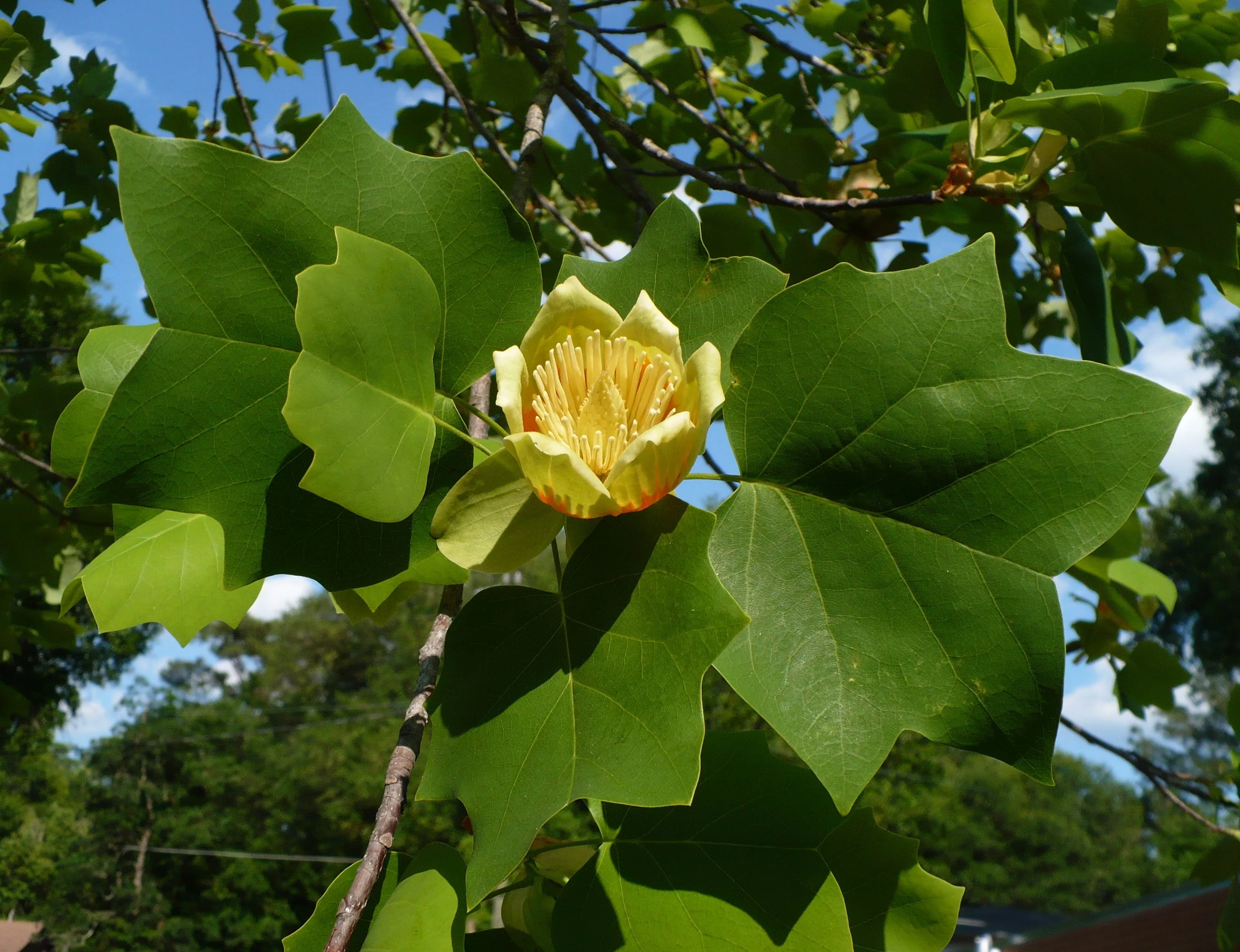 Southern Tulip Tree Liriodendron tulipifera 20 Seeds  USA Company