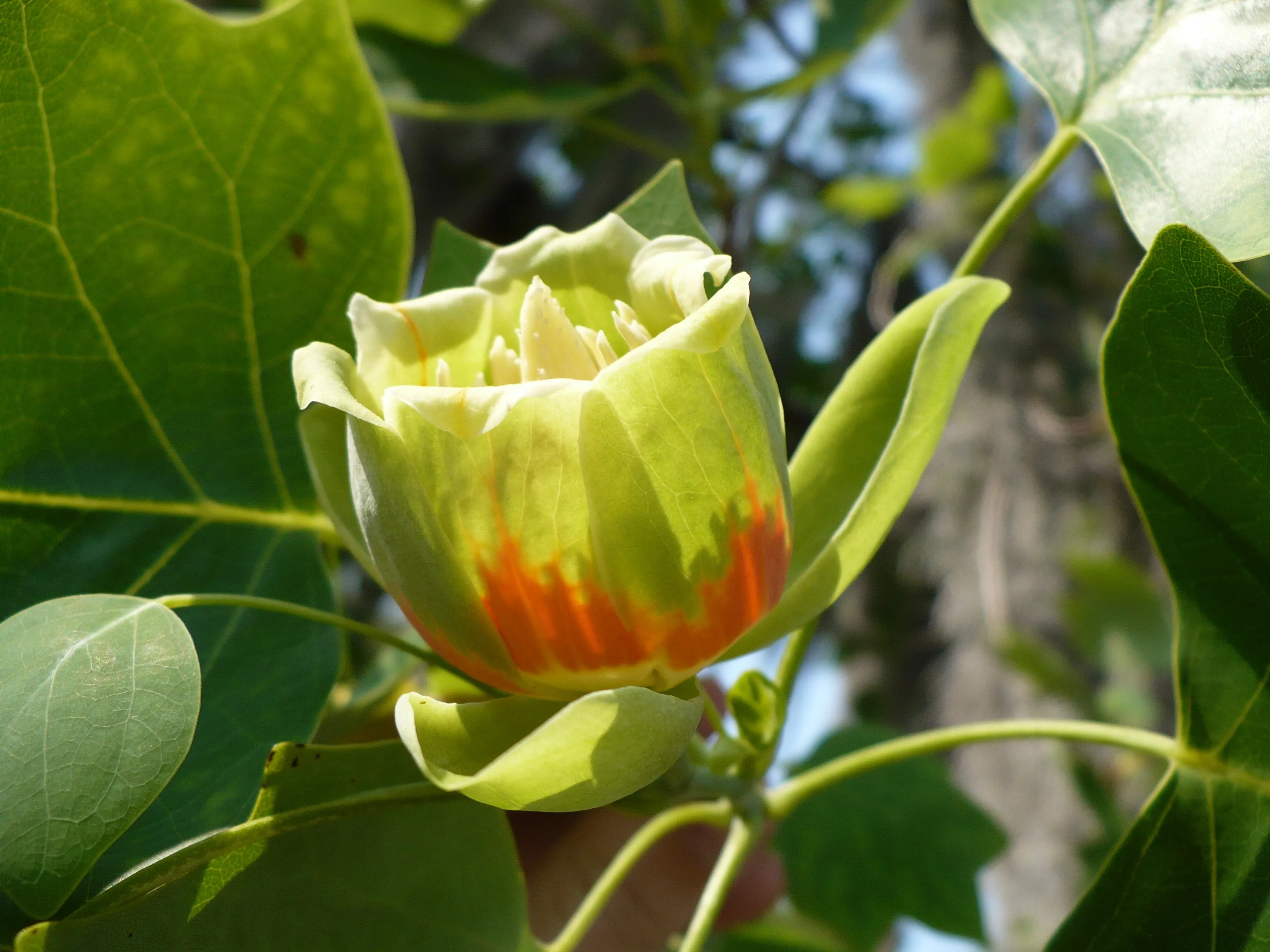 Tulip Tree  100 Seeds  Liriodendron tulipifera  USA Company