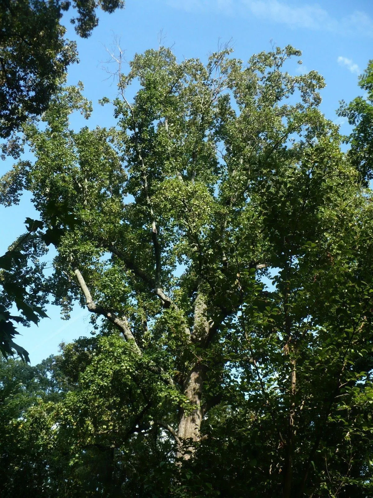 Tulip Tree  100 Seeds  Liriodendron tulipifera  USA Company