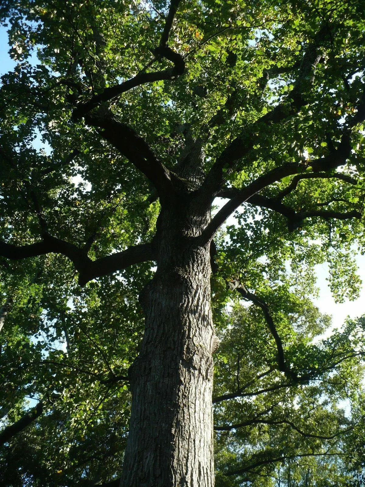Tulip Tree  100 Seeds  Liriodendron tulipifera  USA Company