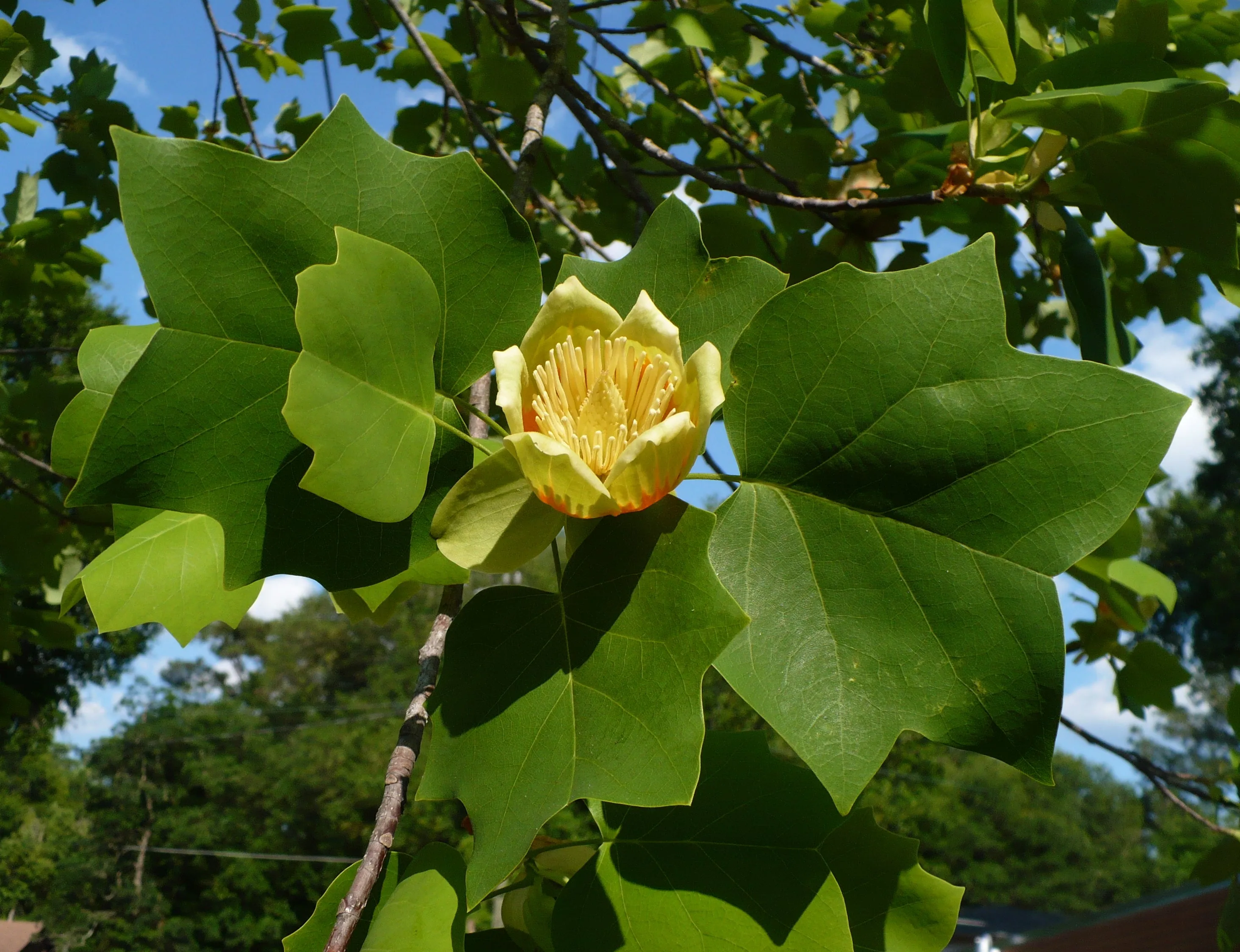 Tulip Tree  100 Seeds  Liriodendron tulipifera  USA Company